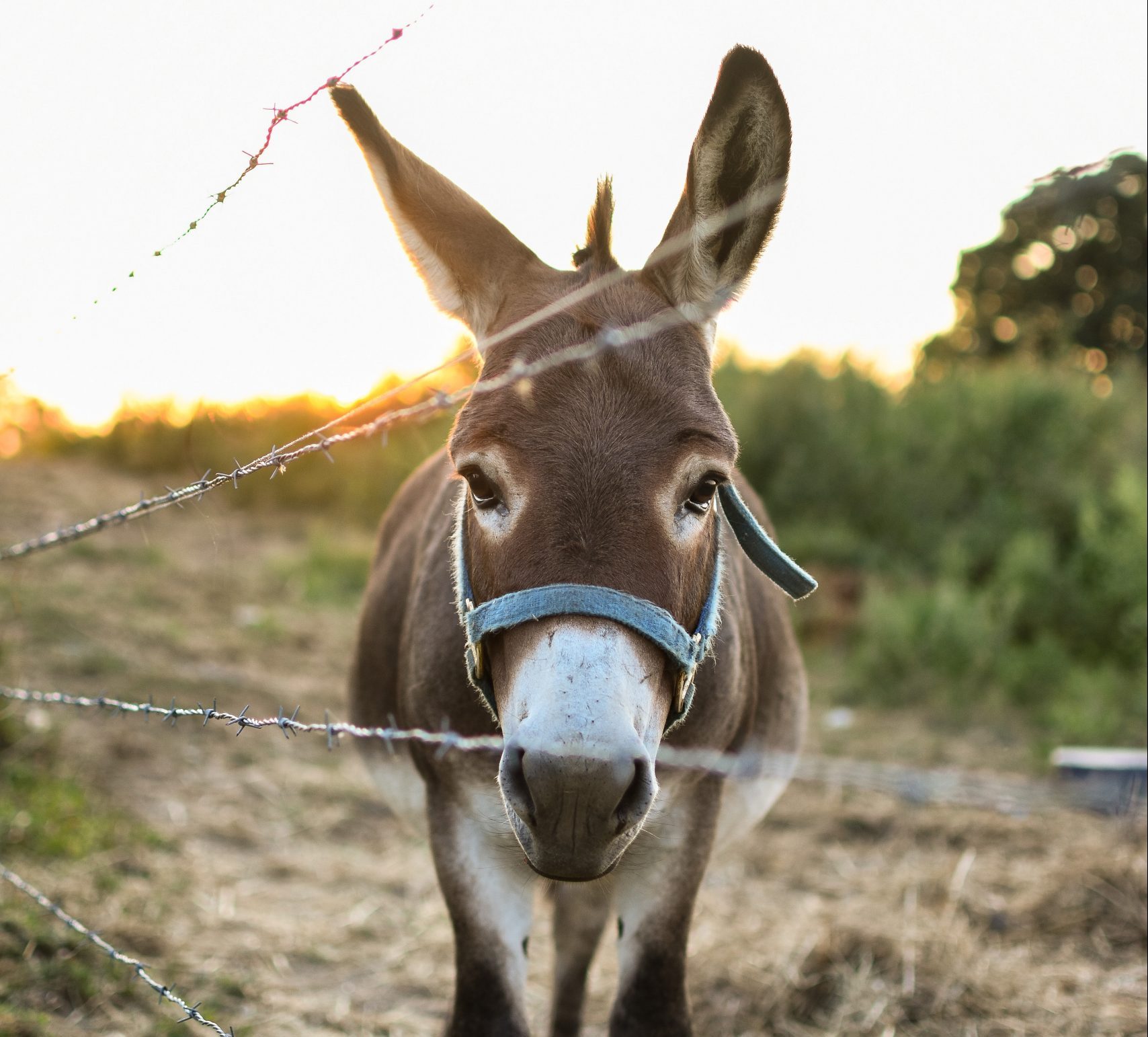 Burro Days Fairplay, Colorado D3bnb Properties